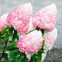 Гортензия Пинк энд Роуз 1 год